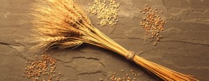 wheat-1024x400