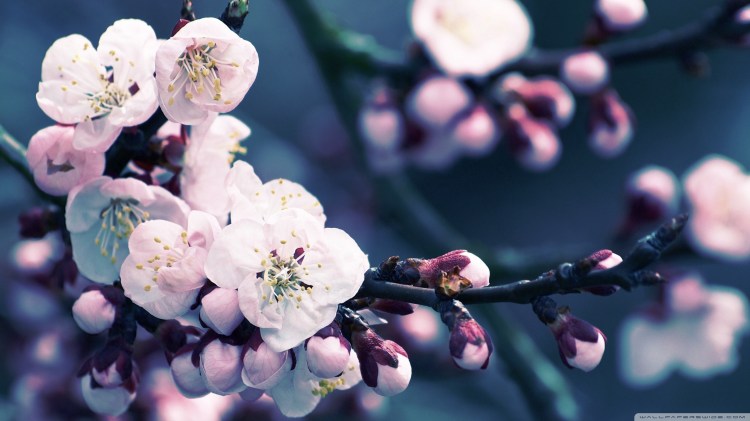apricot-flower-wallpaper-1